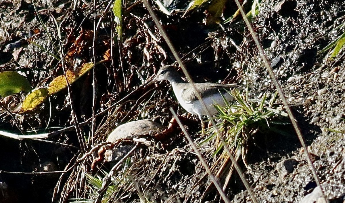 Spotted Sandpiper - ML646306359