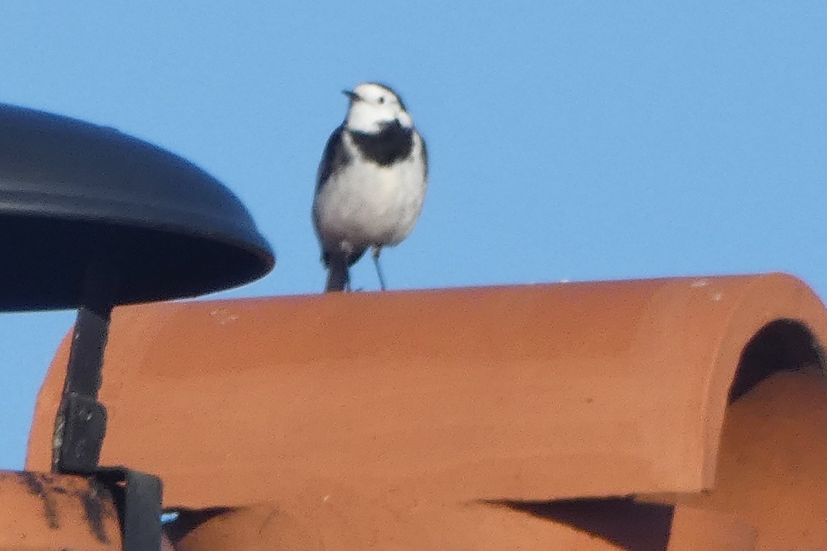 White Wagtail - ML646306361