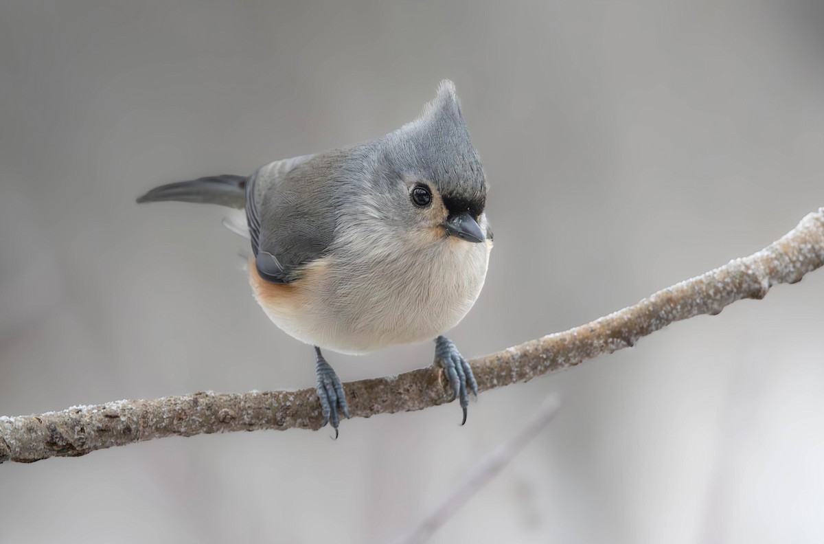 Tufted Titmouse - ML646306367