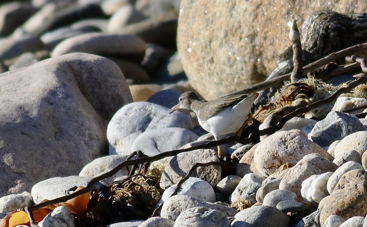 Spotted Sandpiper - ML646306368