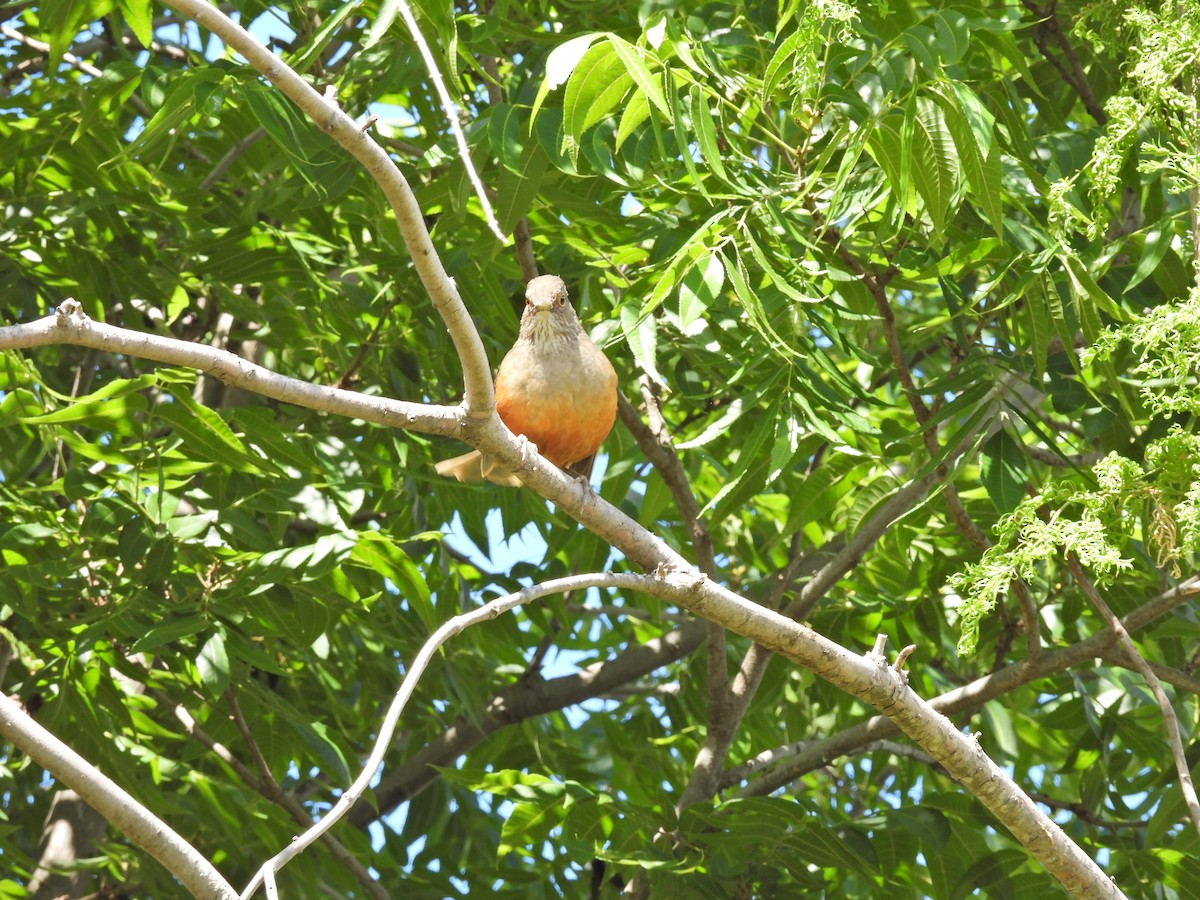 Rufous-bellied Thrush - ML646306369