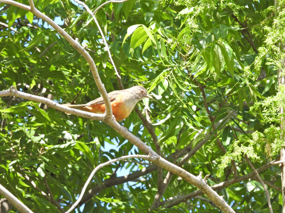 Rufous-bellied Thrush - ML646306370