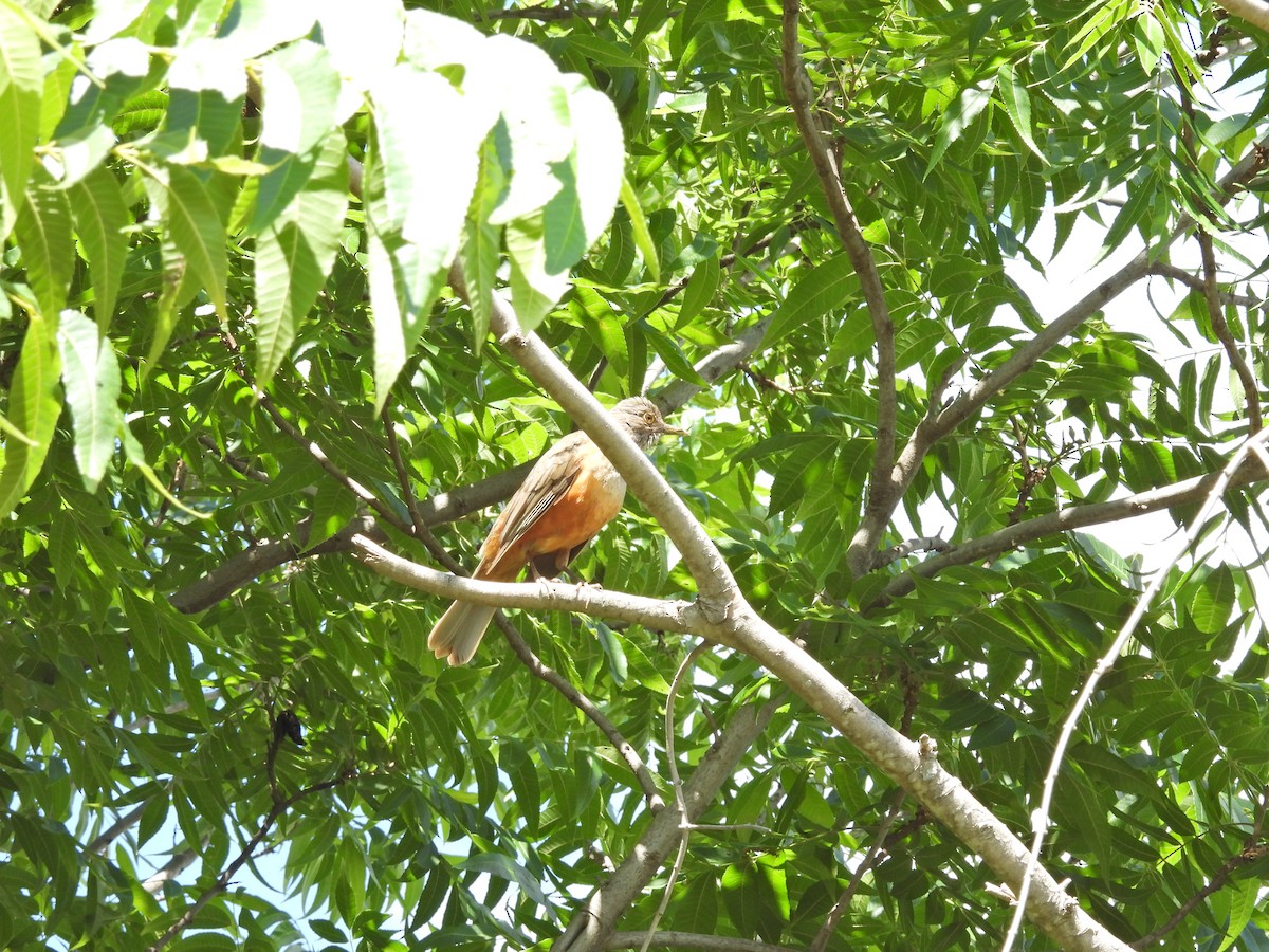 Rufous-bellied Thrush - ML646306371