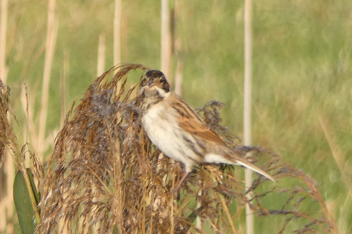 Reed Bunting - ML646306376