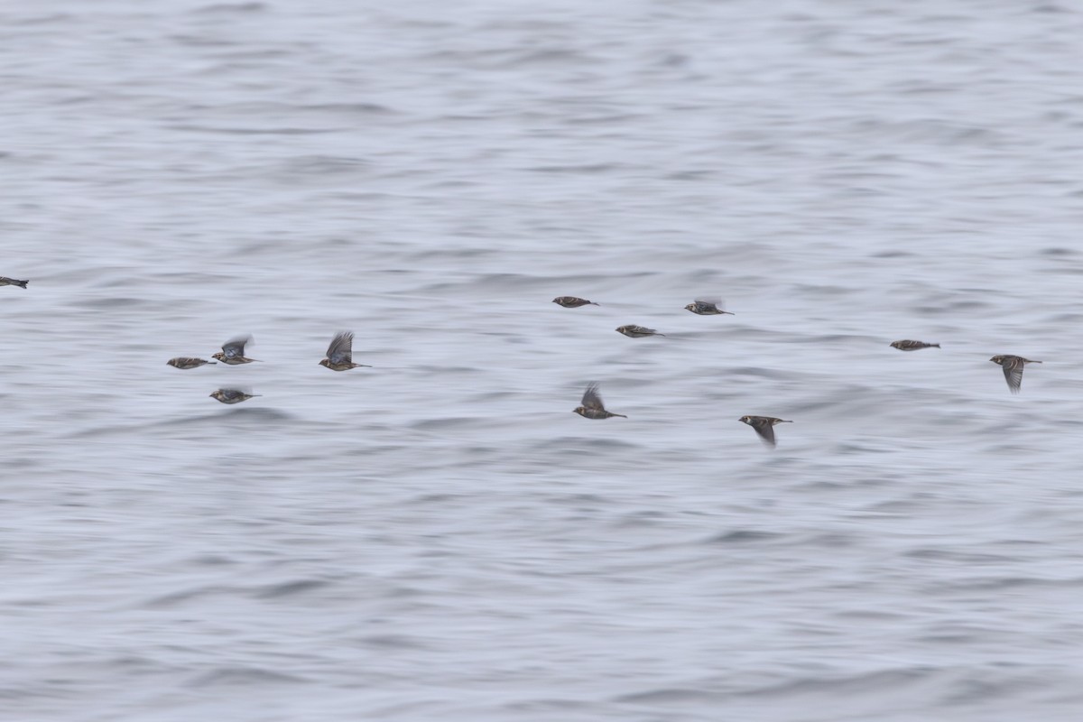 Lapland Longspur - ML646306377