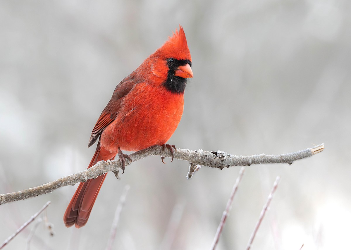 Northern Cardinal - ML646306379