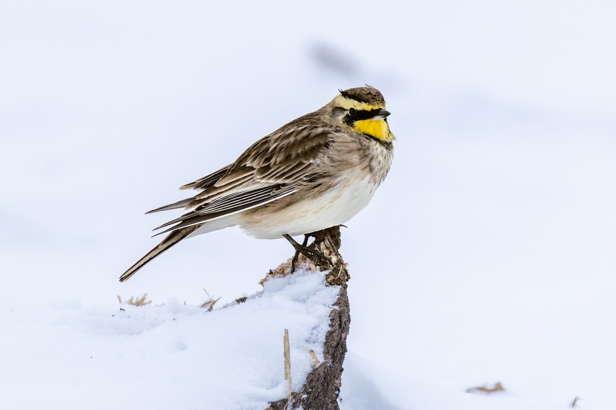 Horned Lark - ML646306388