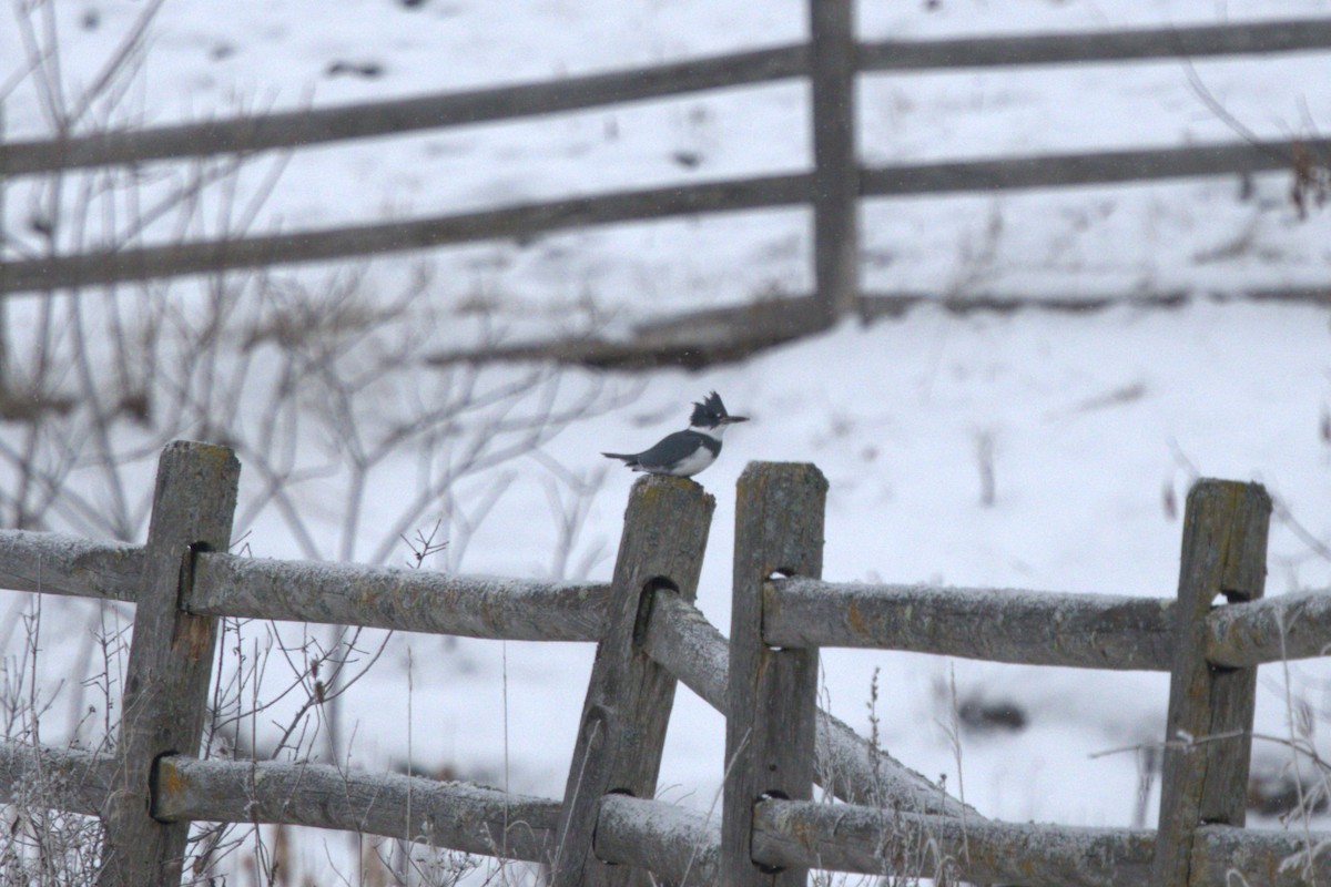 Belted Kingfisher - ML646306405