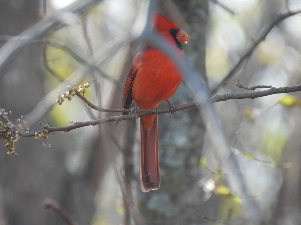 kardinál červený - ML646306406