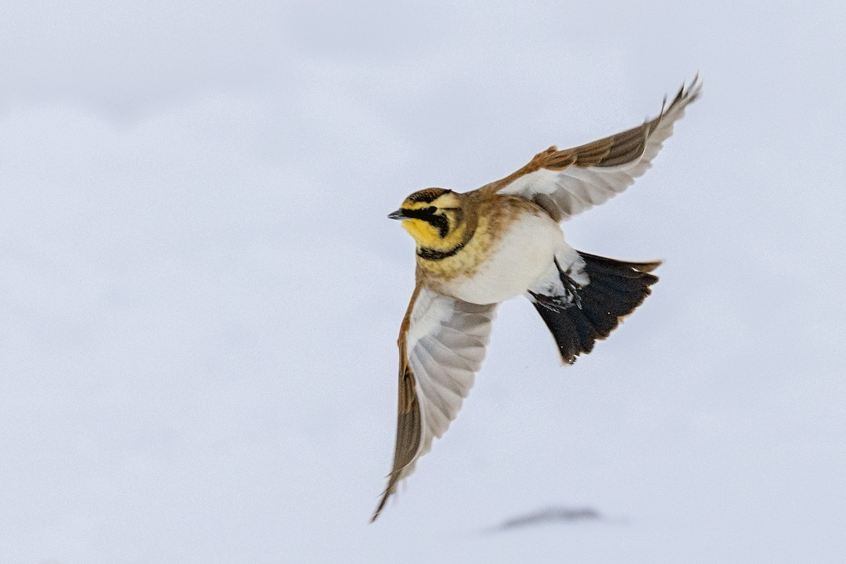 Horned Lark - ML646306407