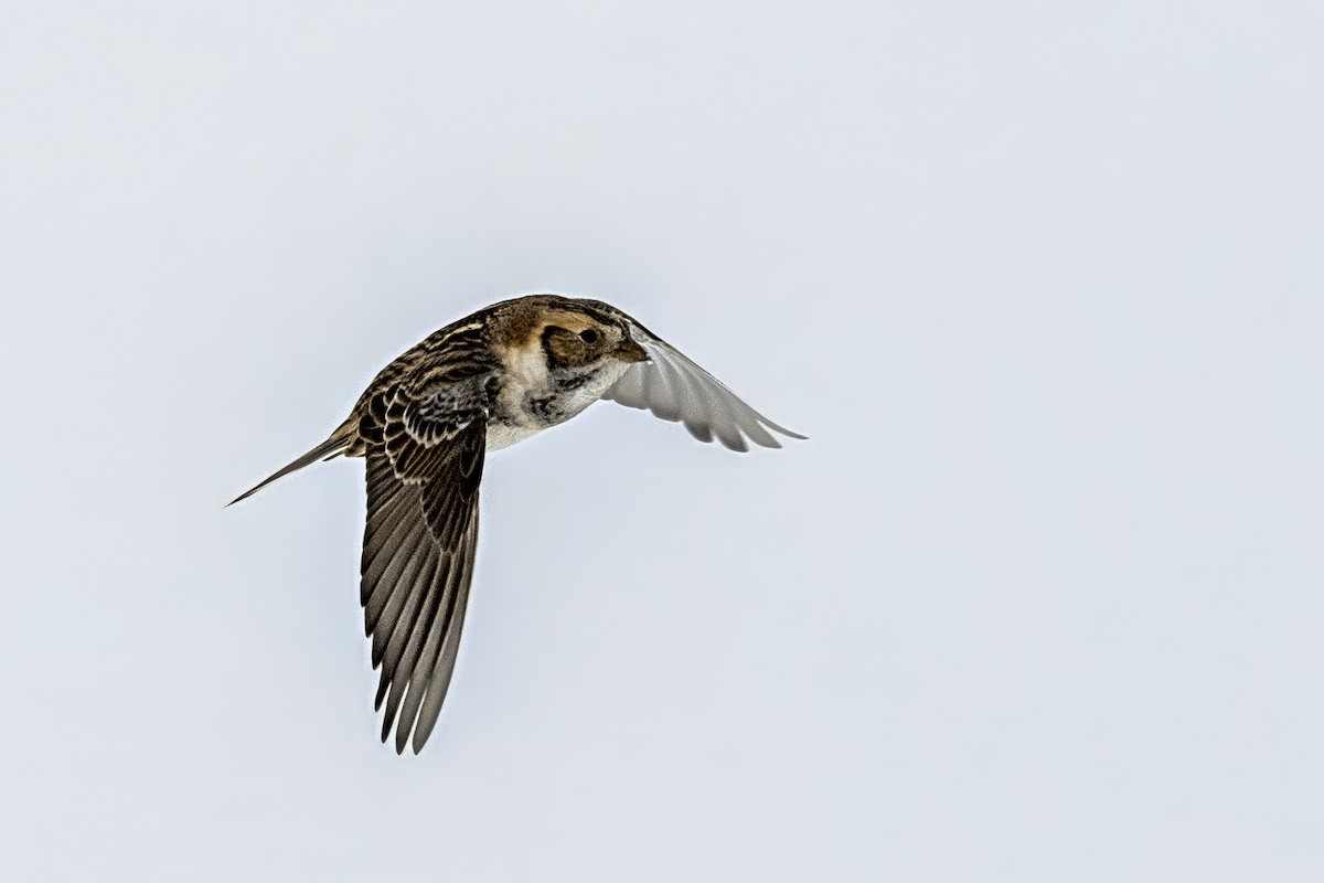 Lapland Longspur - ML646306416