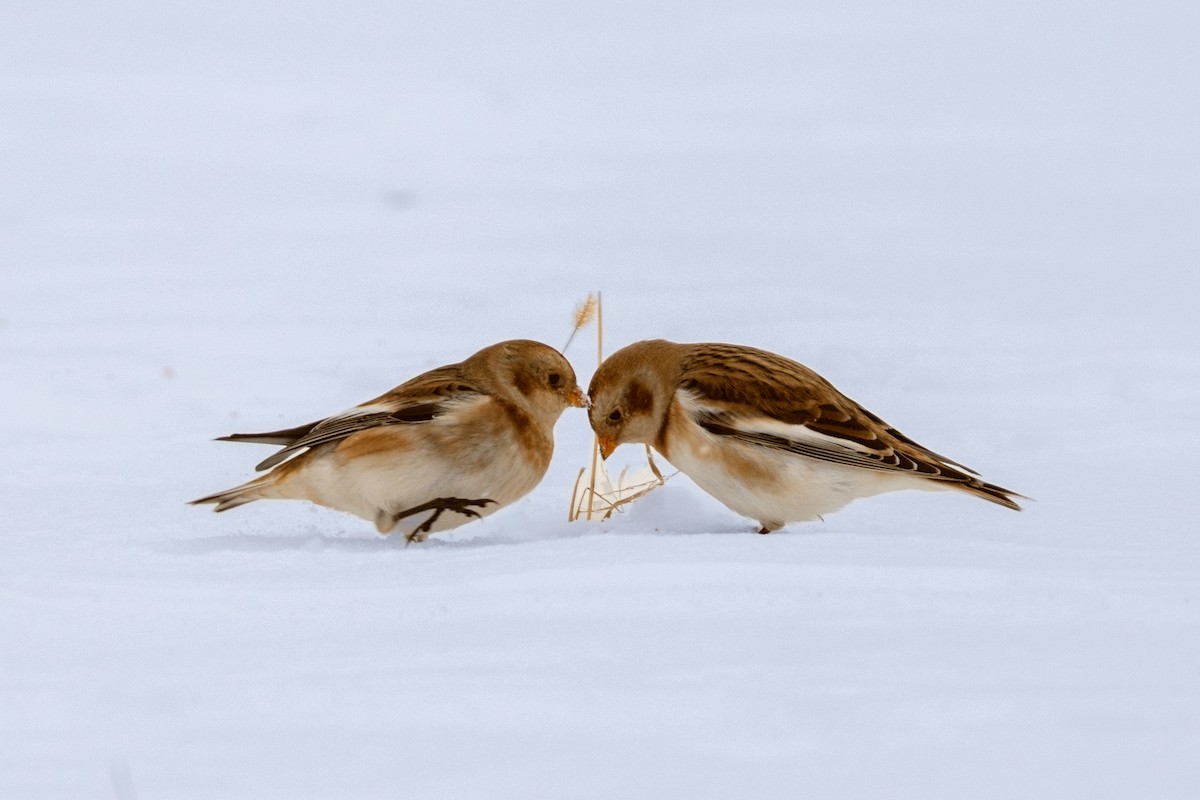 Snow Bunting - ML646306419