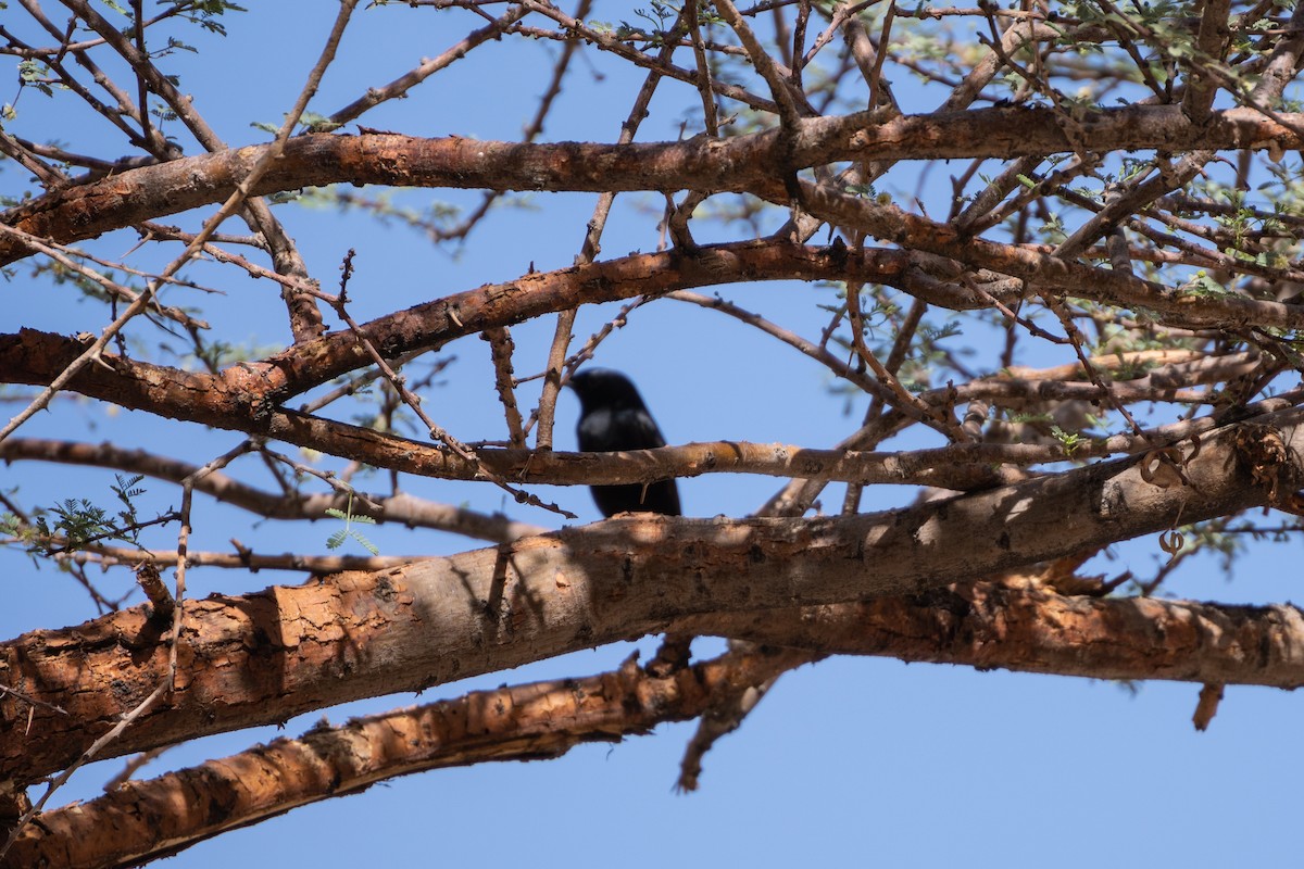 White-crowned Wheatear - ML646306420