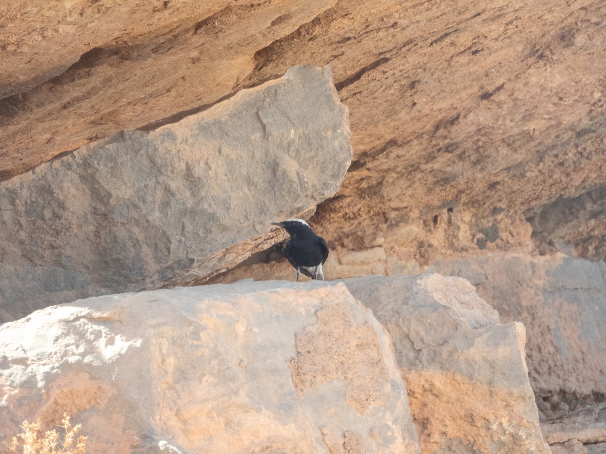 White-crowned Wheatear - ML646306421