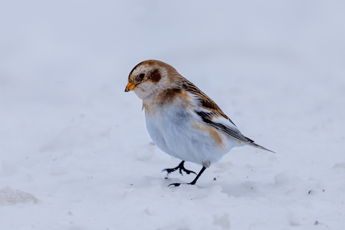 Snow Bunting - ML646306422