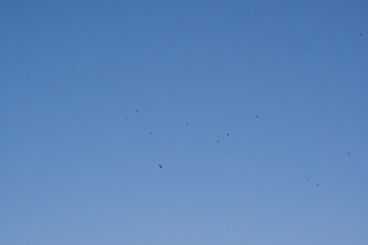 Brown-necked Raven - ML646306426