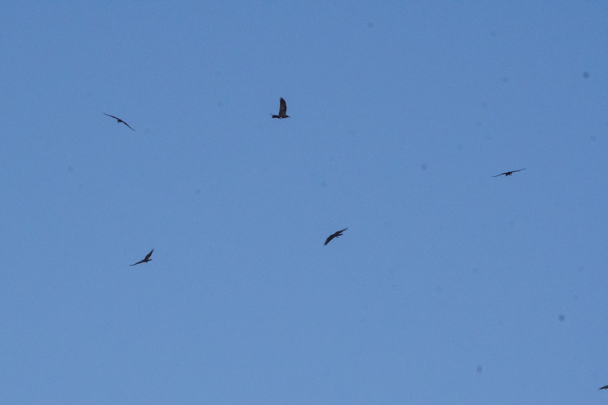 Brown-necked Raven - ML646306429