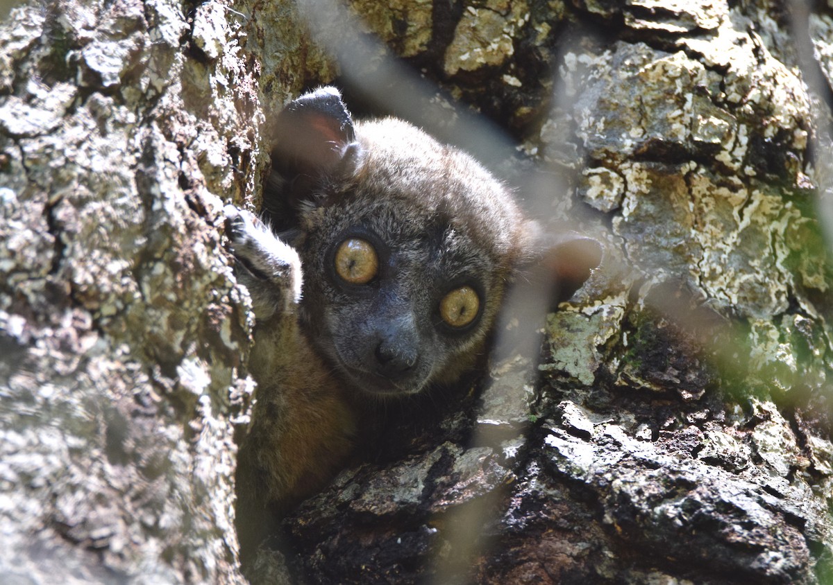 イタチキツネザル科 - ML646306430