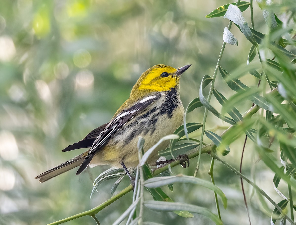 Black-throated Green Warbler - ML646306431