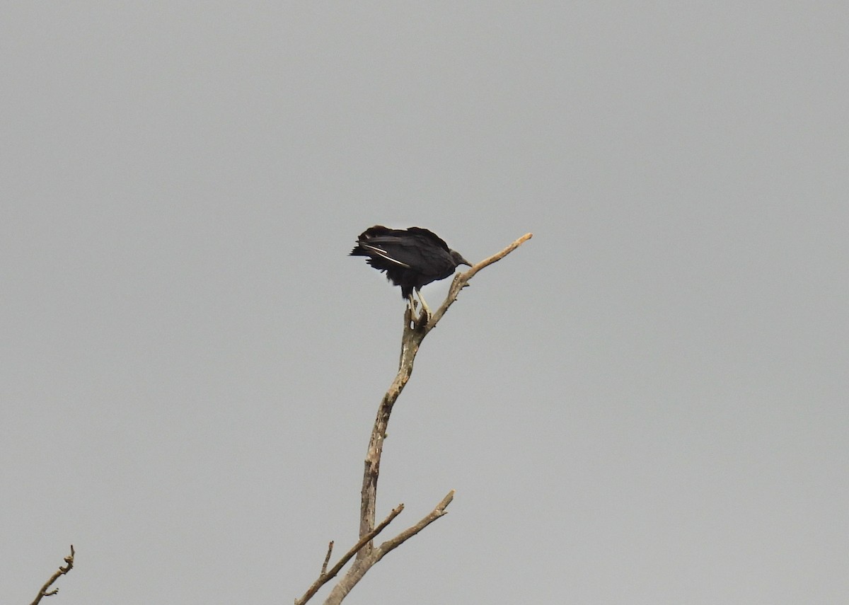Black Vulture - ML646306432