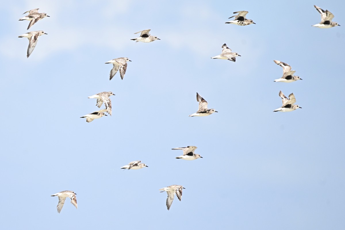 Chorlito Gris - ML646306443