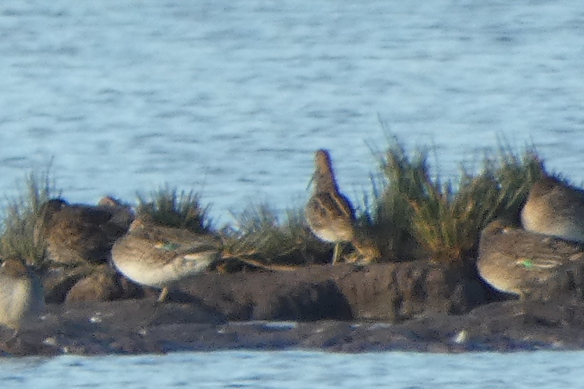 חרטומית ביצות - ML646306444