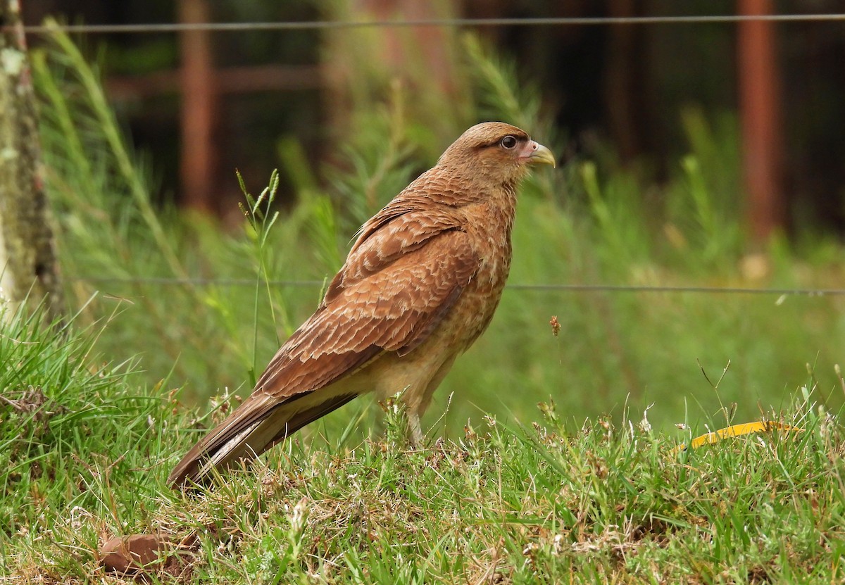 Chimango Caracara - ML646306446
