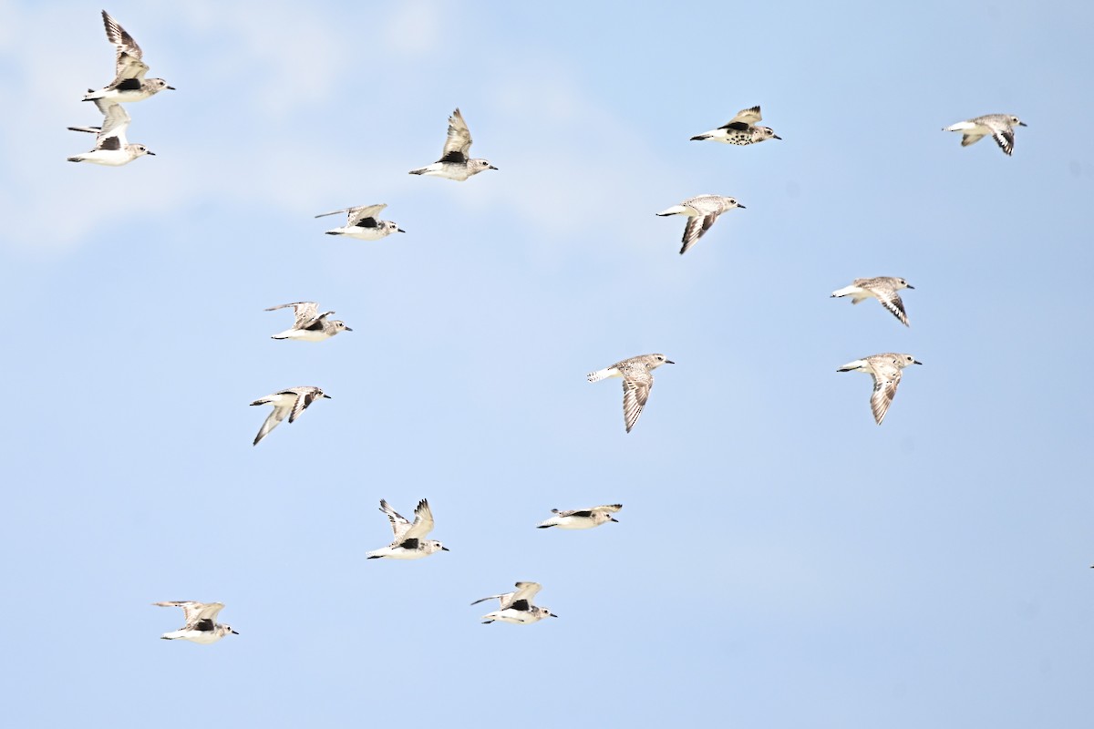 Chorlito Gris - ML646306447