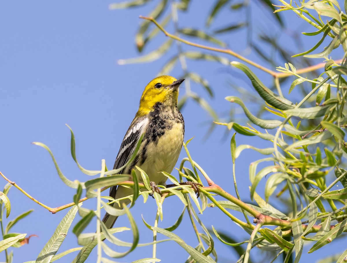 Black-throated Green Warbler - ML646306448