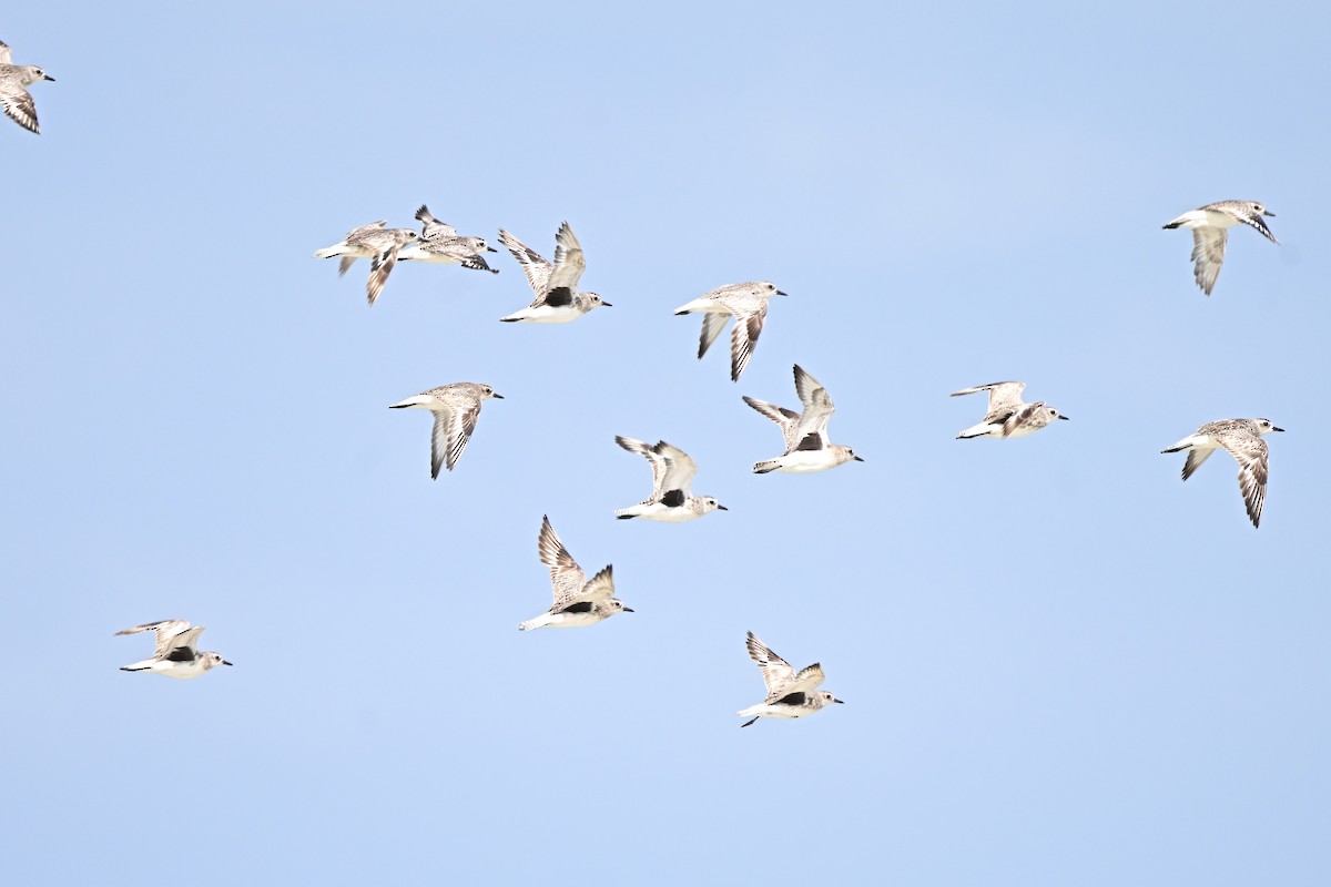 Chorlito Gris - ML646306449