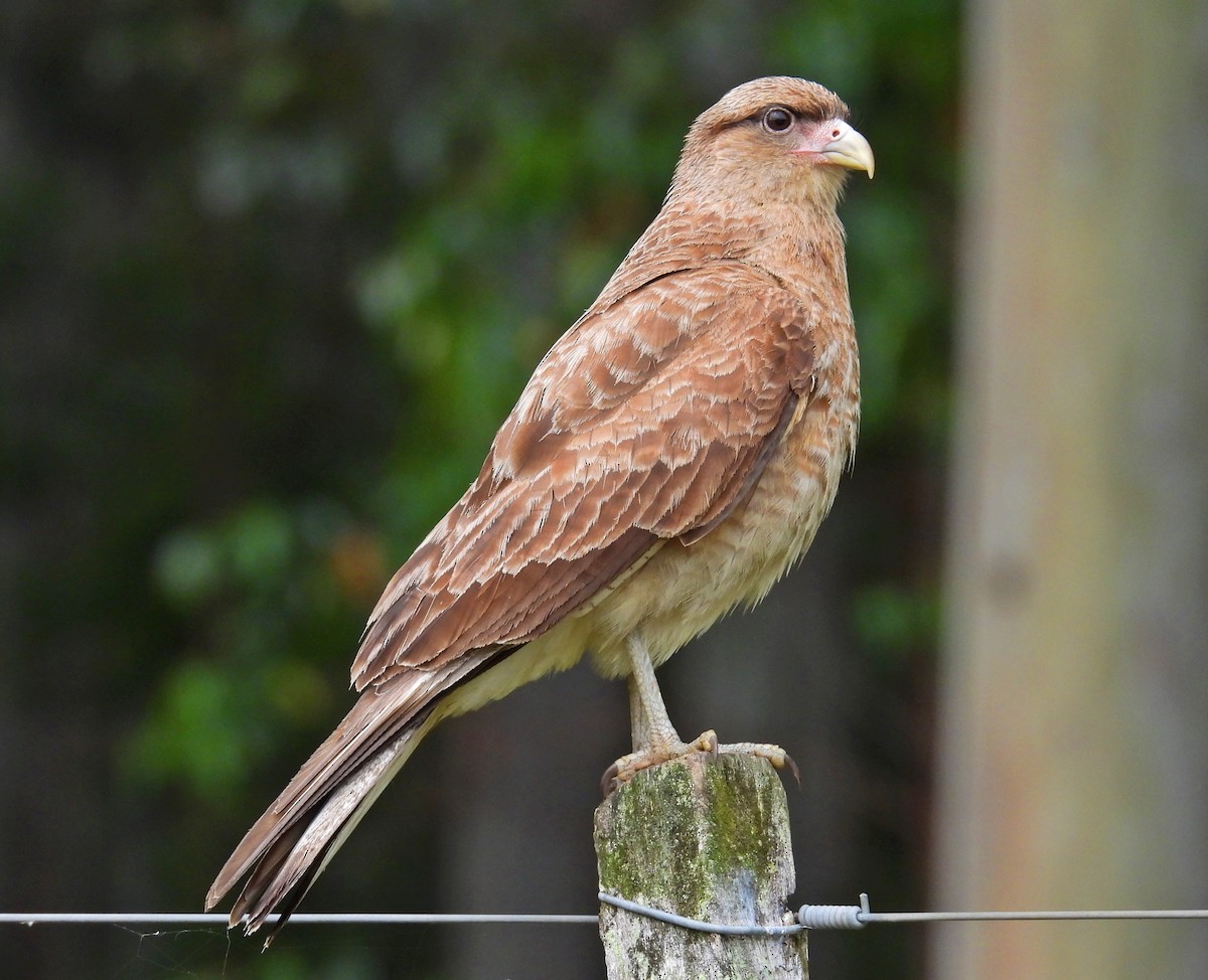 Chimango Caracara - ML646306450