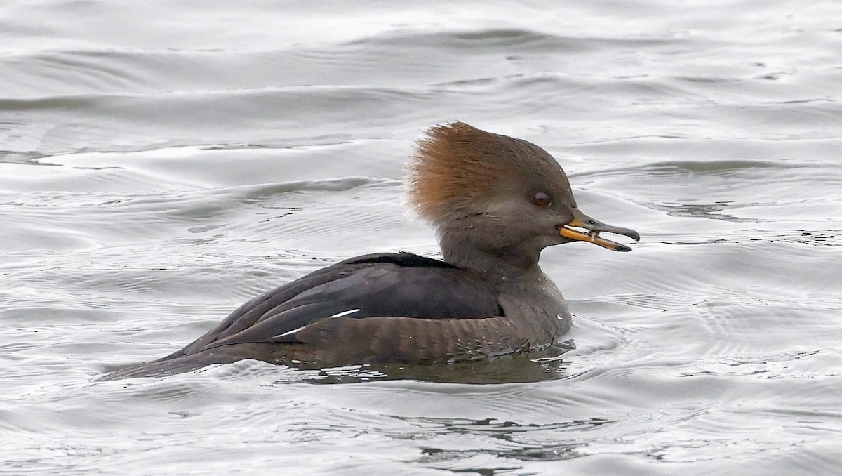 Hooded Merganser - ML646306451