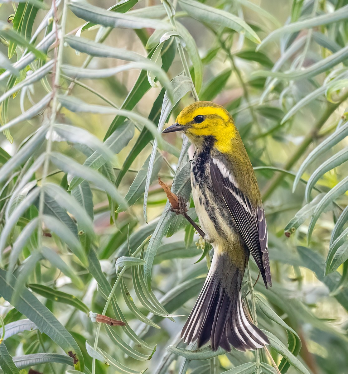 Black-throated Green Warbler - ML646306452