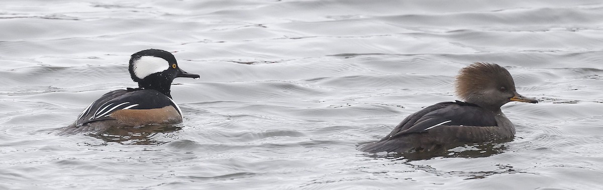 Hooded Merganser - ML646306458