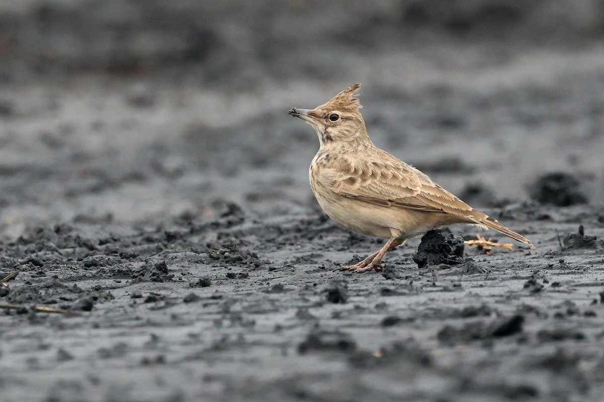 Crested Lark - ML646306463