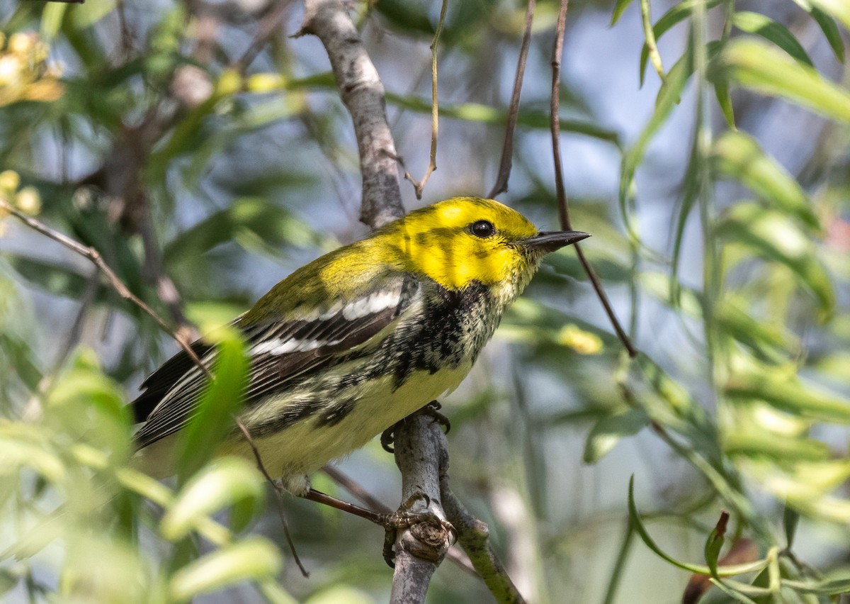 Black-throated Green Warbler - ML646306465