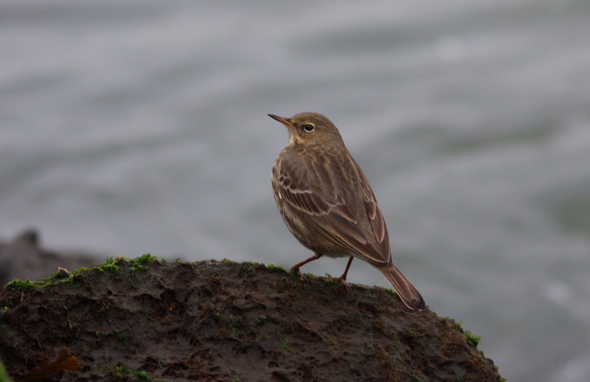 Strandpieper - ML646306477