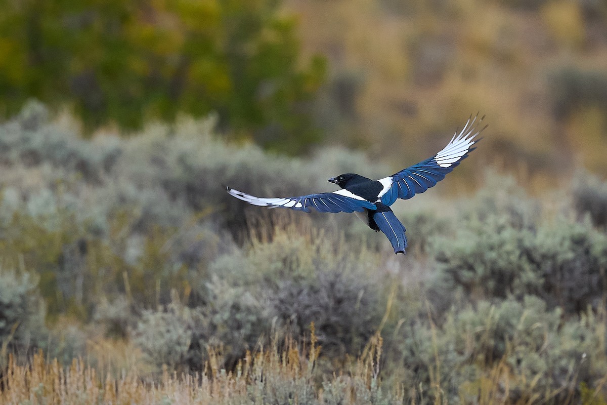 Black-billed Magpie - ML646306484