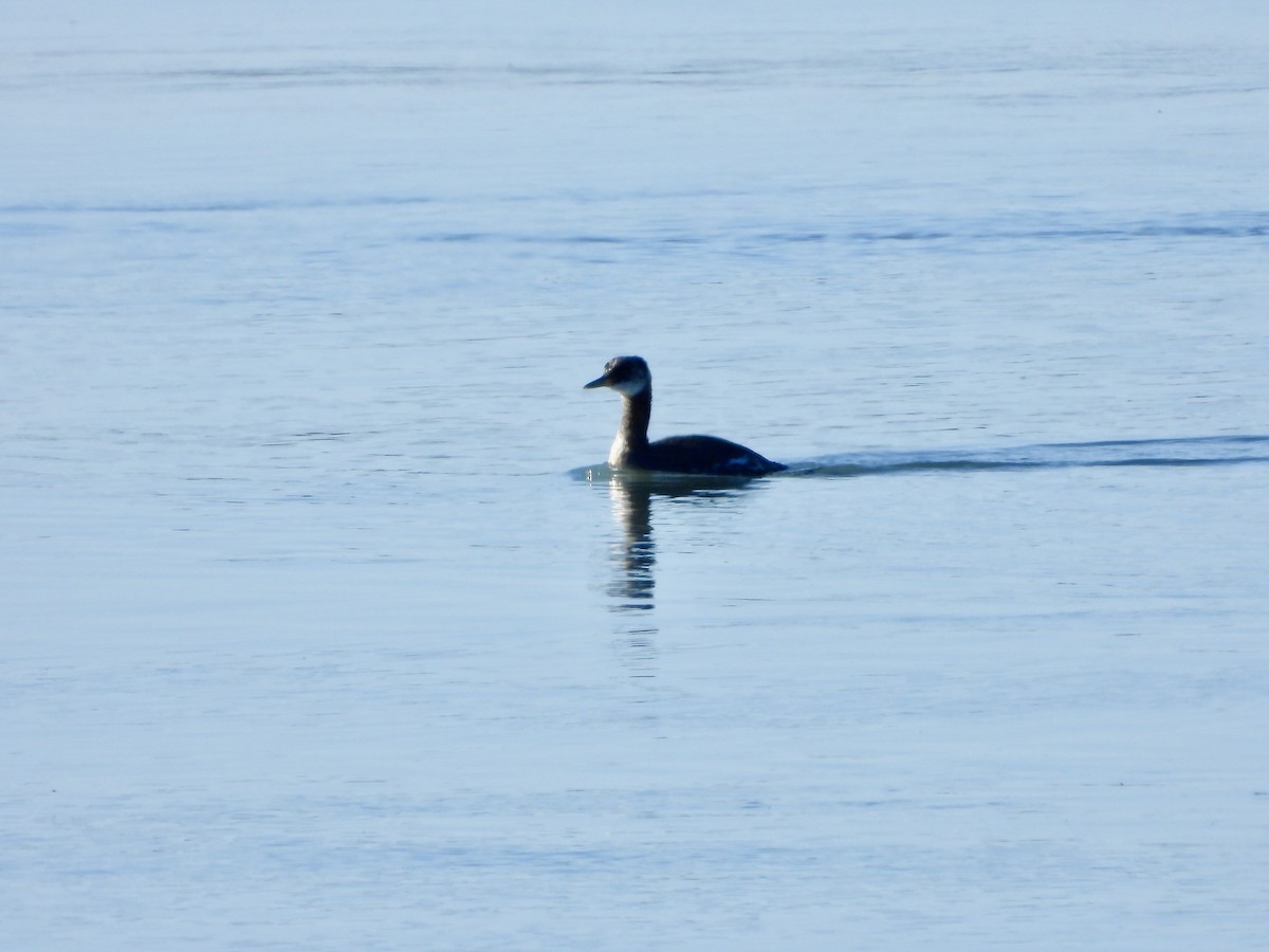 Red-necked Grebe - ML646306507