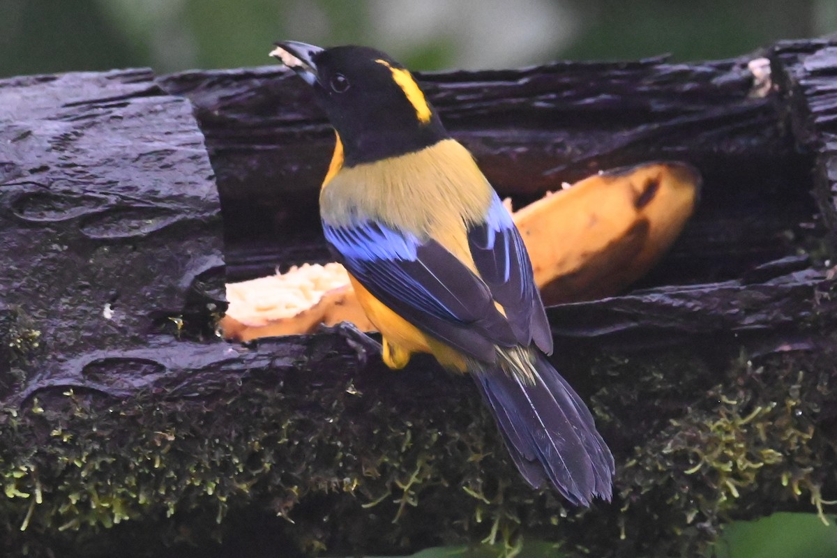 Black-chinned Mountain Tanager - ML646306512