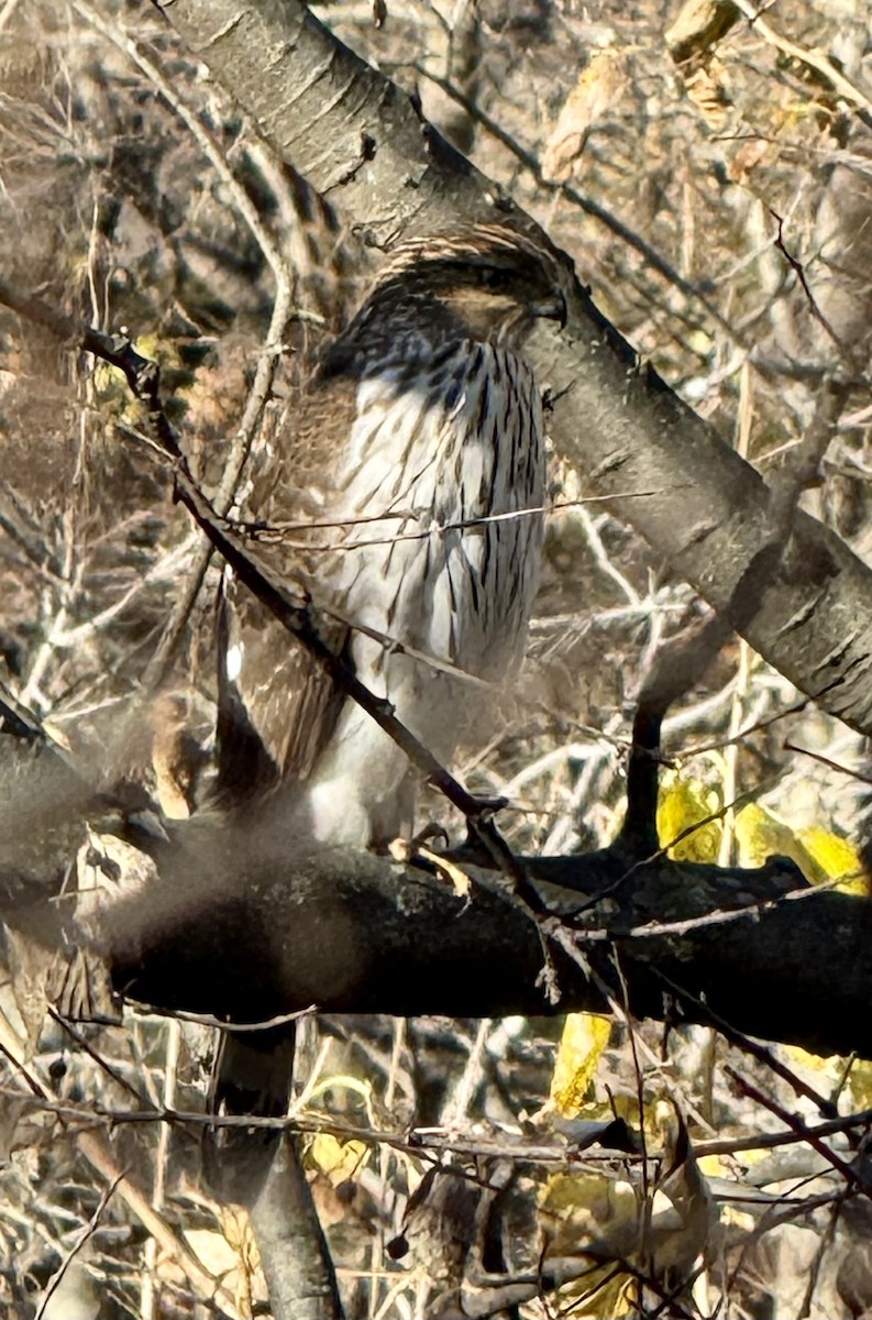 Cooper's Hawk - ML646306513