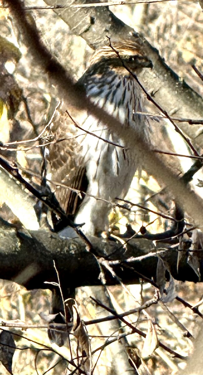 Cooper's Hawk - ML646306514