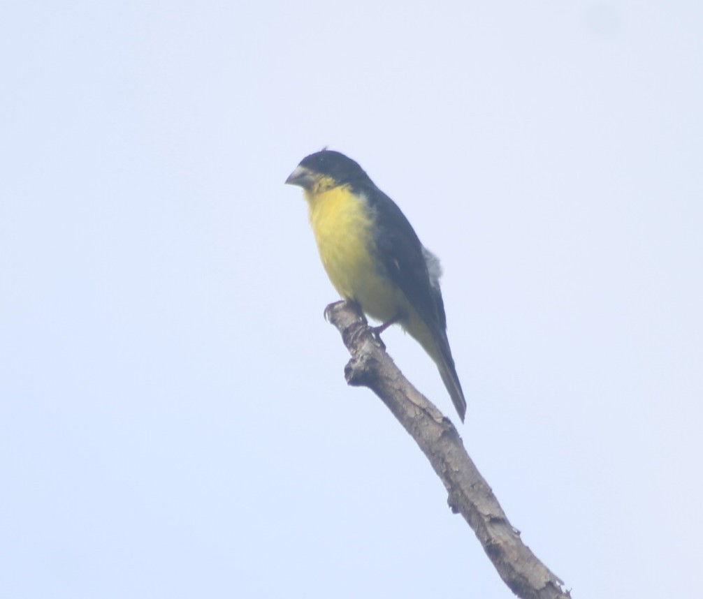Lesser Goldfinch - ML646306524