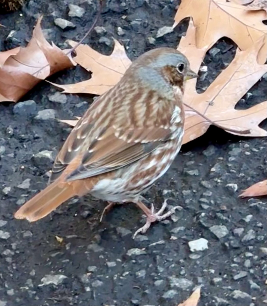 Fox Sparrow - ML646306525