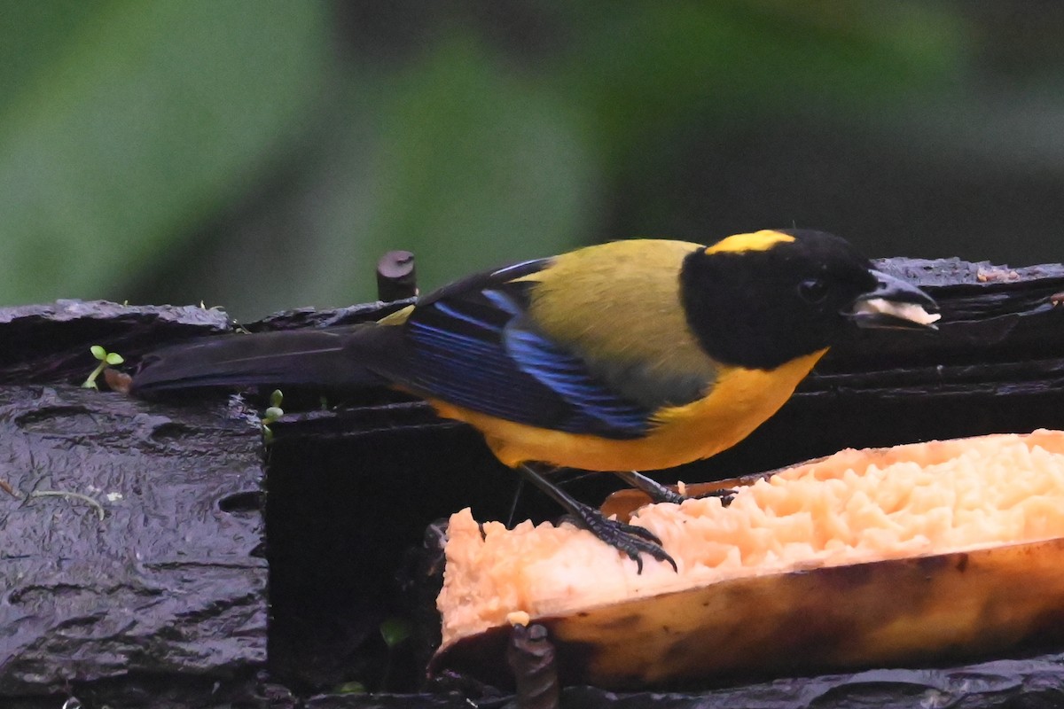 Black-chinned Mountain Tanager - ML646306528