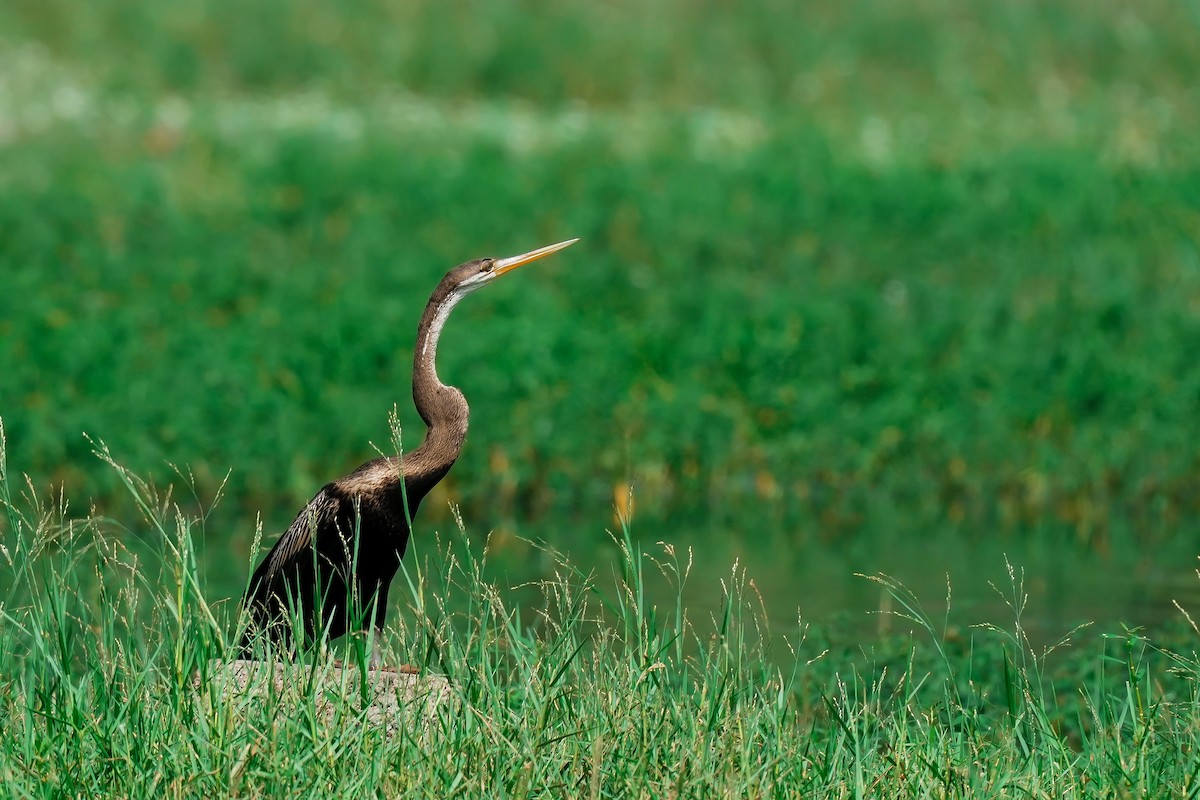 Doğu Yılanboyunu - ML646306530