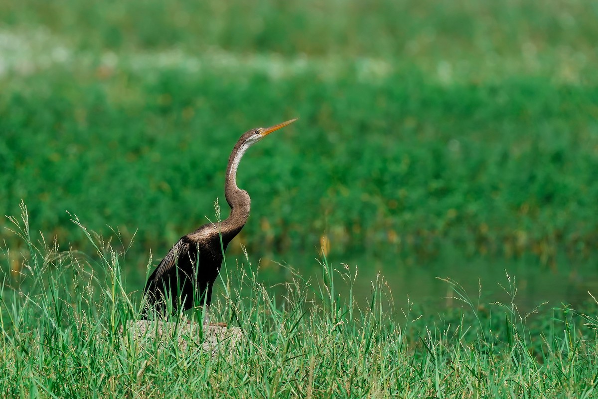 Doğu Yılanboyunu - ML646306531
