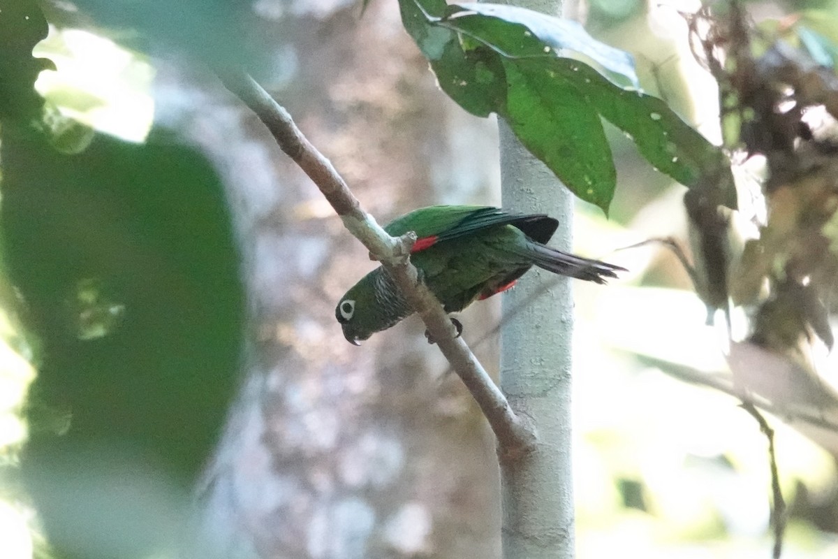 Maroon-tailed Parakeet - ML646306532
