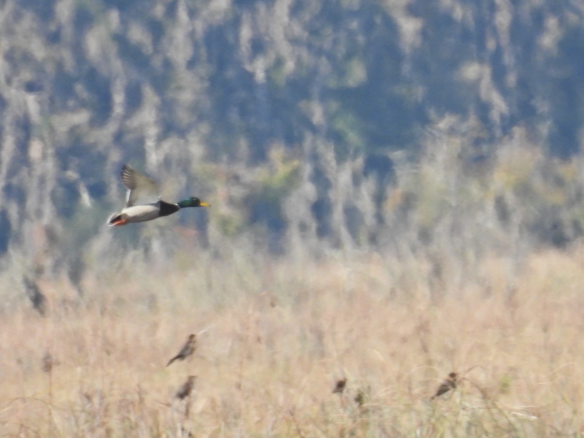 Mallard - ML646306538