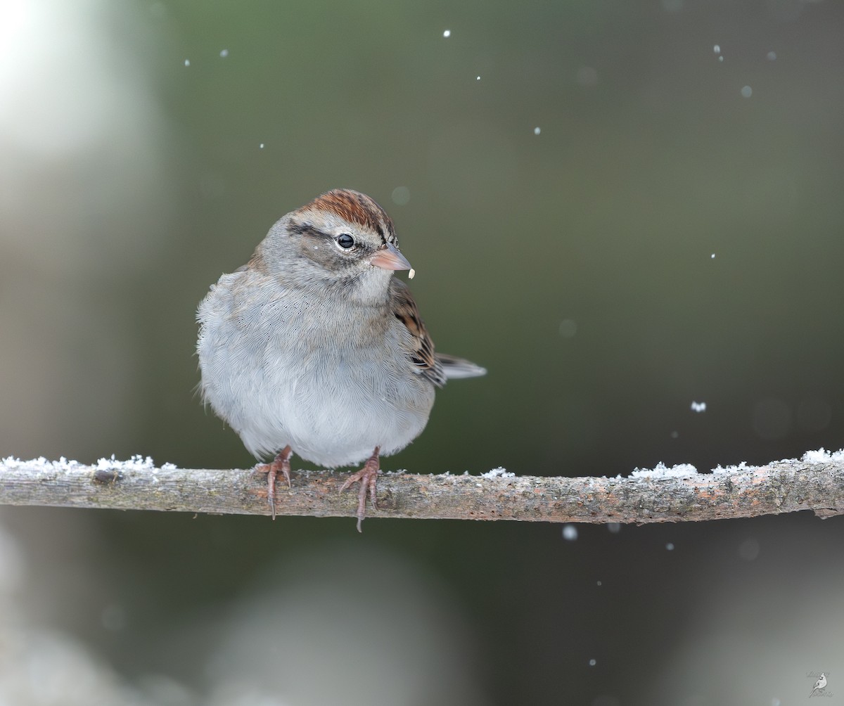 Chipping Sparrow - ML646306539